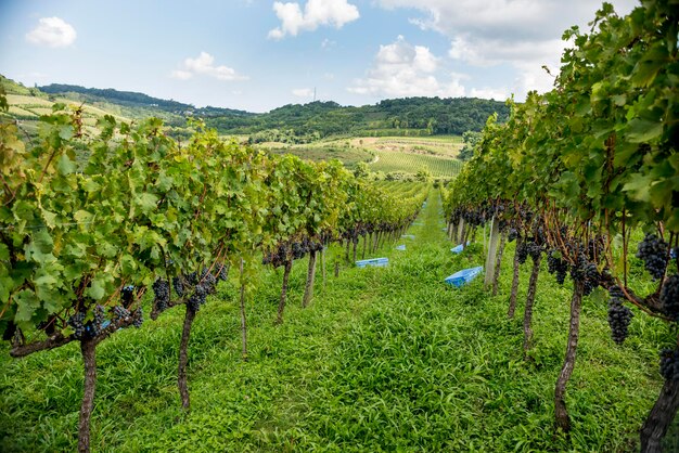 General view of vineyard with grapes ready for harvest.