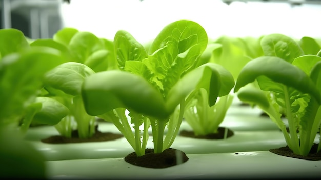 Generative AI Lettuce macro photorealistic illustration agricultural plants Nature organic healthy