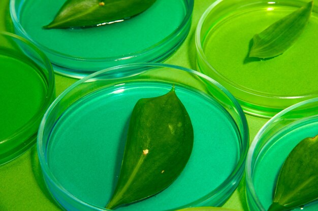 Genetically modified leaves tested in petri dishes on green background