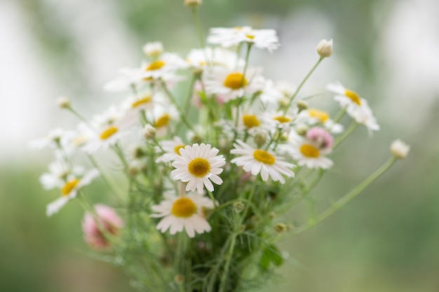 Gentle chamomile flowers bouquet against green unfocused background soft focus