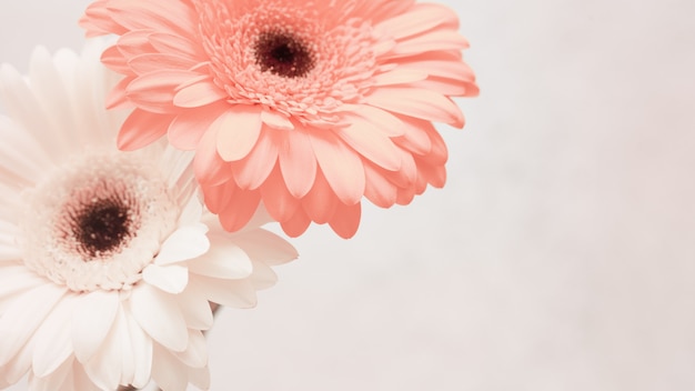 Gentle pink gerbera flower close up. Natural flowery background with copy space. Greeting card for spring time, concept of nature. Still life with fresh gerbera. Selective focus.