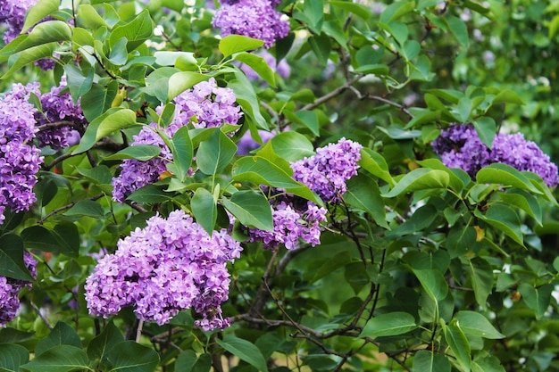 The gentle sun breaks through the foliage of delicate purple lilacs