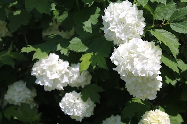 The gentle sun indulges the large white flowers of rhododendron