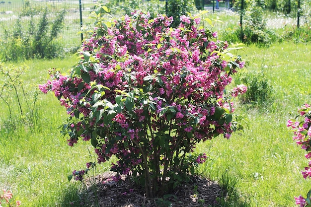 The gentle sun shines on a beautiful bush of pink rhodendron