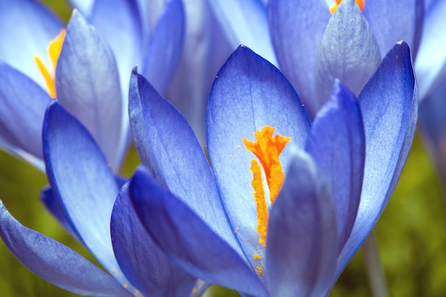 Photo gently blue crocuses. crocus bush. macro. spring flowers colorful nature background