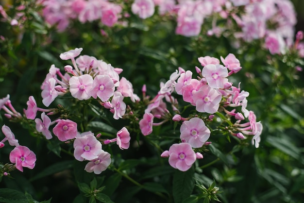 Gently pink flowers of panicled phlox in summer in the garden