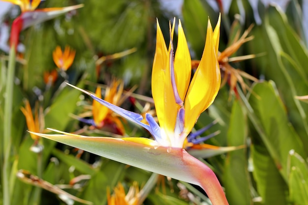 Genus strelitzia reginae orange bird flower