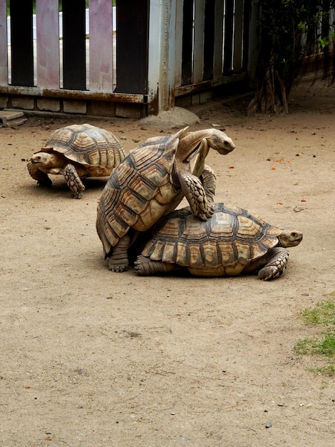 Geochelone sulcata breeding in the animals' farm