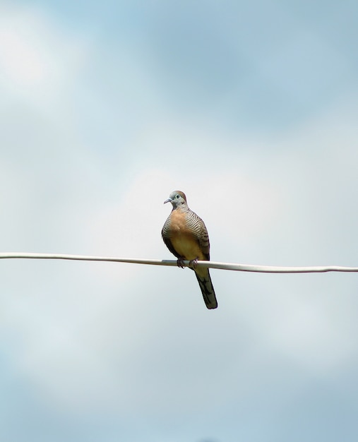 Geopelia Bird