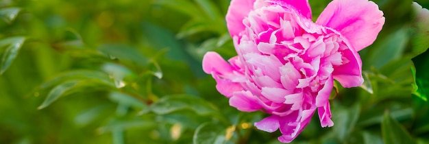 Georgeous peony in a full bloom.Garden peony. Pink peony bud in greenery. Gardening concept.beautiful gently pink-white terry peony flower blooming in the garden with purple lavender blossoms