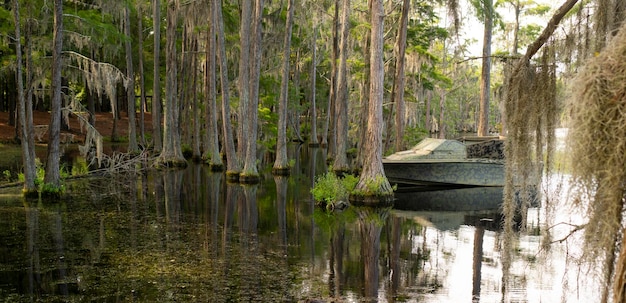 A Georgia State Swamp Lake has Abundant Cypress Trees Deep South