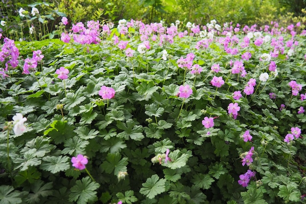 Photo geranium cantabrigiense is a hybrid flowering plant in the cranesbill family geraniaceae it is an hybrid between geranium dalmaticum and g macrorrhizum longlasting pink flowers budapest hungary