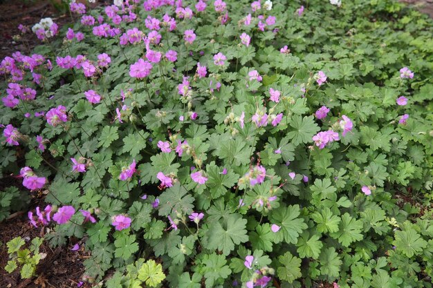 Photo geranium cantabrigiense is a hybrid flowering plant in the cranesbill family geraniaceae it is an hybrid between geranium dalmaticum and g macrorrhizum longlasting pink flowers budapest hungary