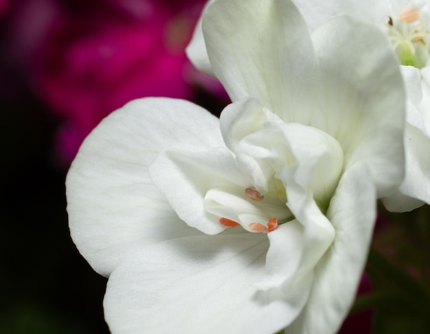 geranium flower closeup for background