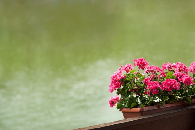 Geranium in a flowerpot on a blurred background of water in a pond