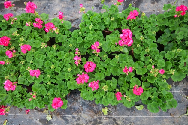 Geranium flowers in garden, greenhouse. Colorful flowers.