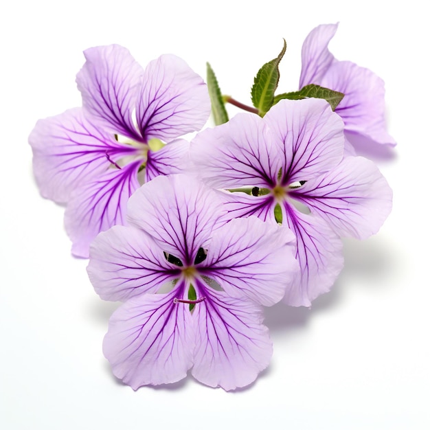 Geranium flowers isolated on white background