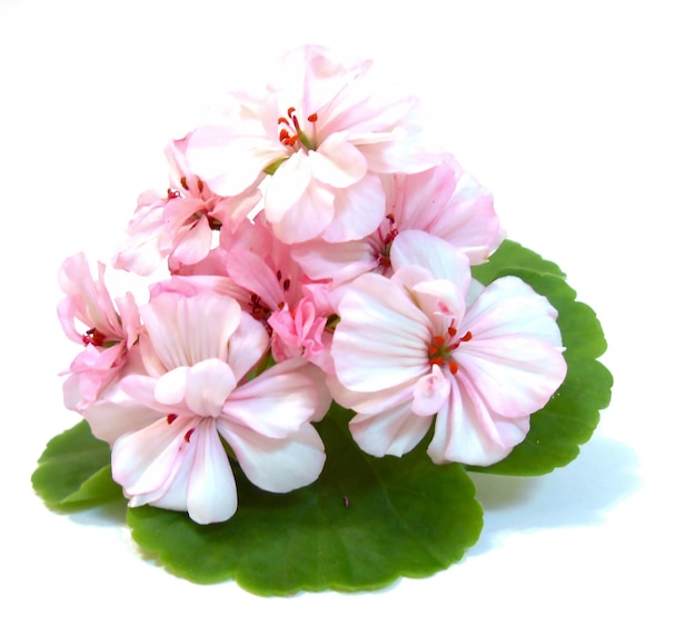 Geranium flowers in the shape of roses fresh on the green leaf