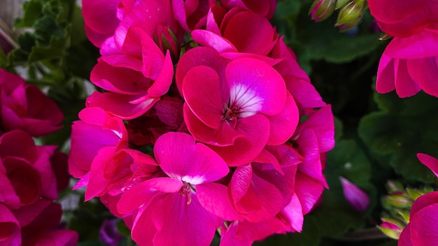 Geranium pink flowers Geranium plant in the garden