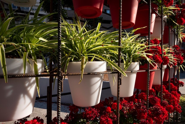 Geranium plants, Murcia city Spain