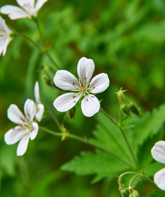 Geranium pratense -  meadow geranium, species of flowering plant in the family Geraniaceae, native to Europe and Asia