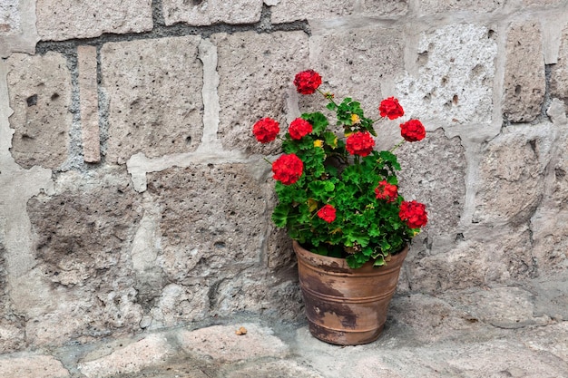 Geranium on the stone wall background