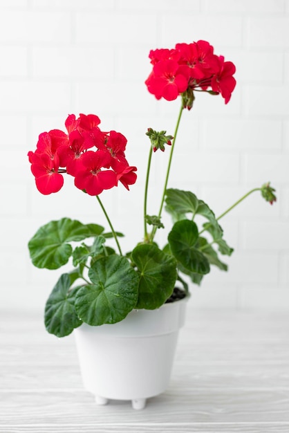 Geranium with red flowers in a white flower pot