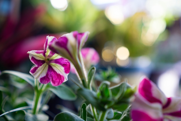 Geraniums are a genus of flowers in the Geraniaceae family True geraniums are hardy perennials