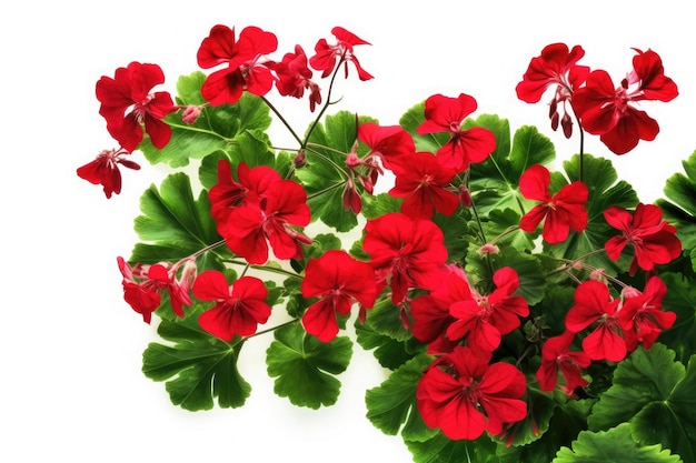 Geraniums pelargonium tropical garden nature backdrop on white background