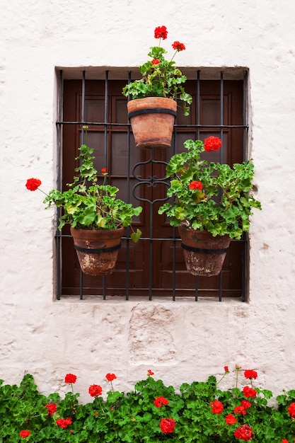 Geraniums in pots