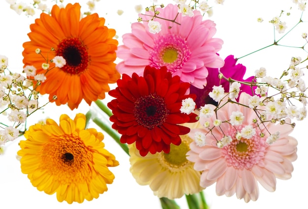 Gerber flower isolated Colourful Gerbera daisies on a sparkly pastel background