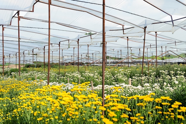 Gerbera cultivated flower beds and chrysanthemum flowers are being cultivated on a farm