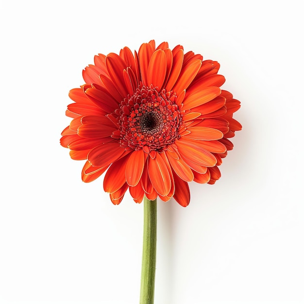 Gerbera Daisy Isolated on White Background Beautiful Gerbera Daisy Flower