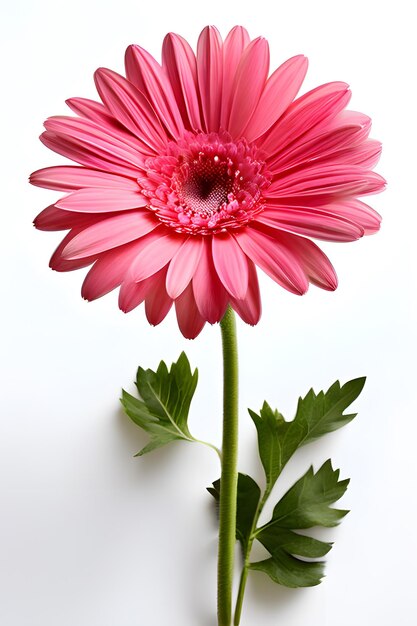 Photo gerbera daisy on white background