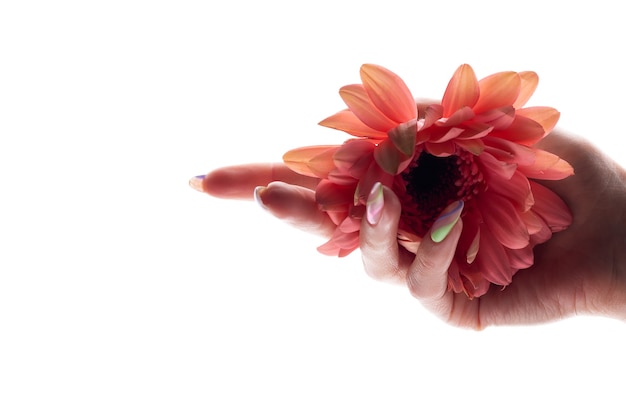 Gerbera flower in female hand