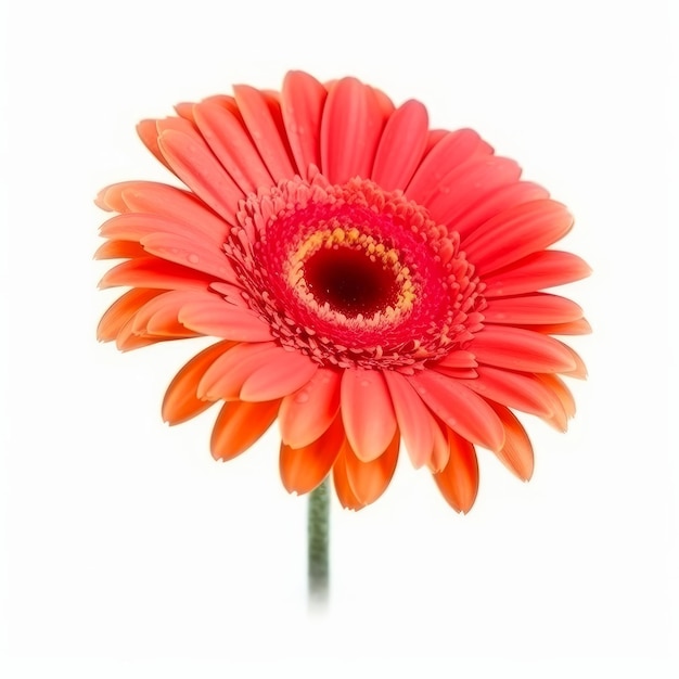 Gerbera flower isolated Illustration AI GenerativexA