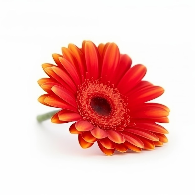 Gerbera flower isolated Illustration AI GenerativexA