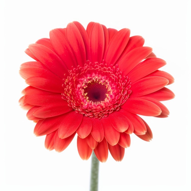 Gerbera flower isolated Illustration AI GenerativexA