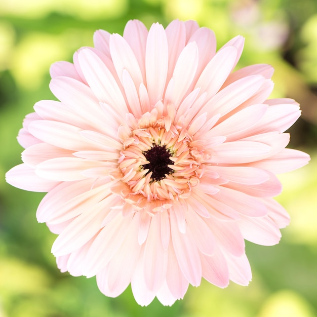 Gerbera flower isolated on white background