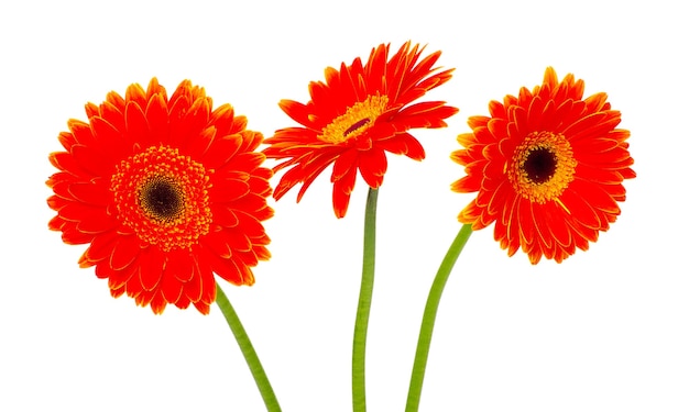 Gerbera flower isolated on white background