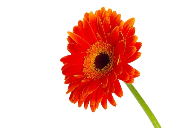 Gerbera flower isolated on white background