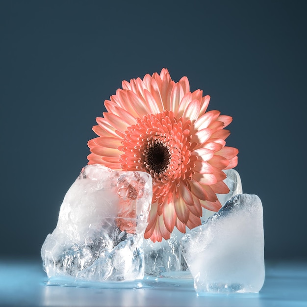 A gerbera flower among melting ice on a blue background. Creative concept of spring.