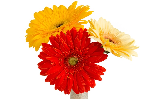 Gerbera flower on a white vase