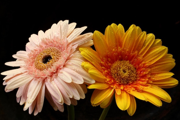 gerbera flower with water drop