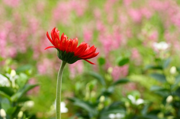 Gerbera flower