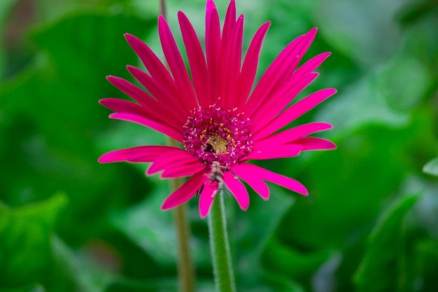 Gerbera Flower