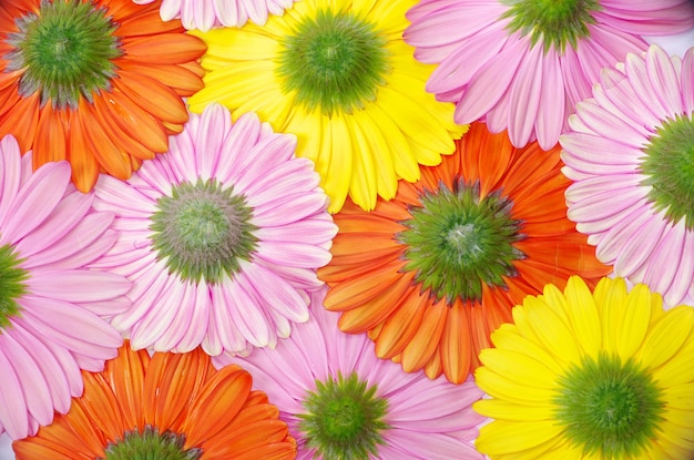 Gerbera flower