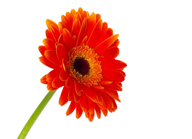 Gerbera flower