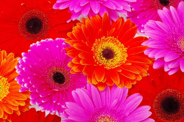 Gerbera flower