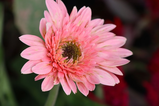 Gerbera flowers in garden